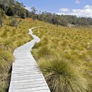 Evolving Toward the Human