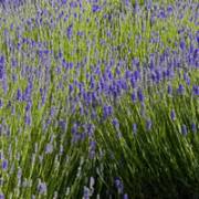 Help, Light Energy and the Adventure of Life