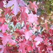 Humour, Responsibility and Song